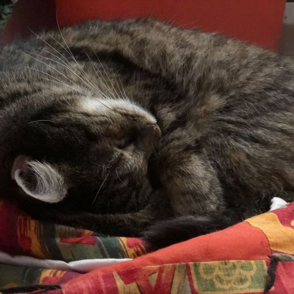 Meet your Posher, Maggy - Picture 1 of 1